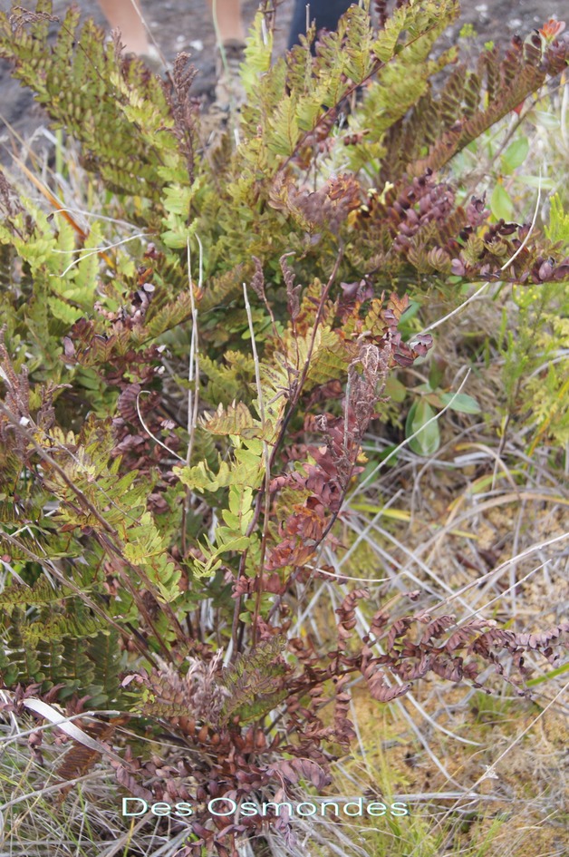 P- Osmonde royale- Osmunda regalis - Osmundace- I