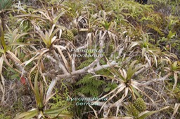 P- Pandanus montanus et Fougre la marie- Lycopodiella cernua - Lycopodiace- Pantropicale