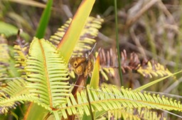 P- Papillon-1