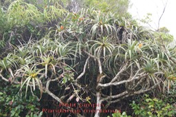 P- Petit pimpin - Pandanus montanus - Pandanace- B