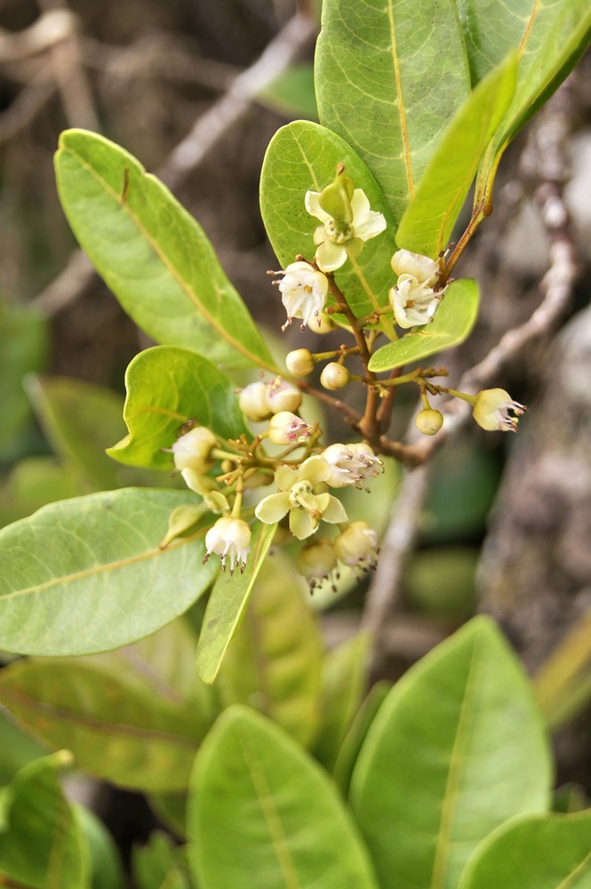 P- Tan Georges - molinea alternifolia - Sapindace- E des M