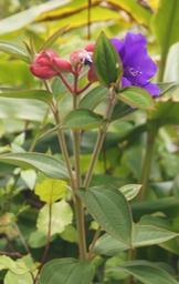 P- Tibouchina viminalis- Mlastomatace - exo- Brsil