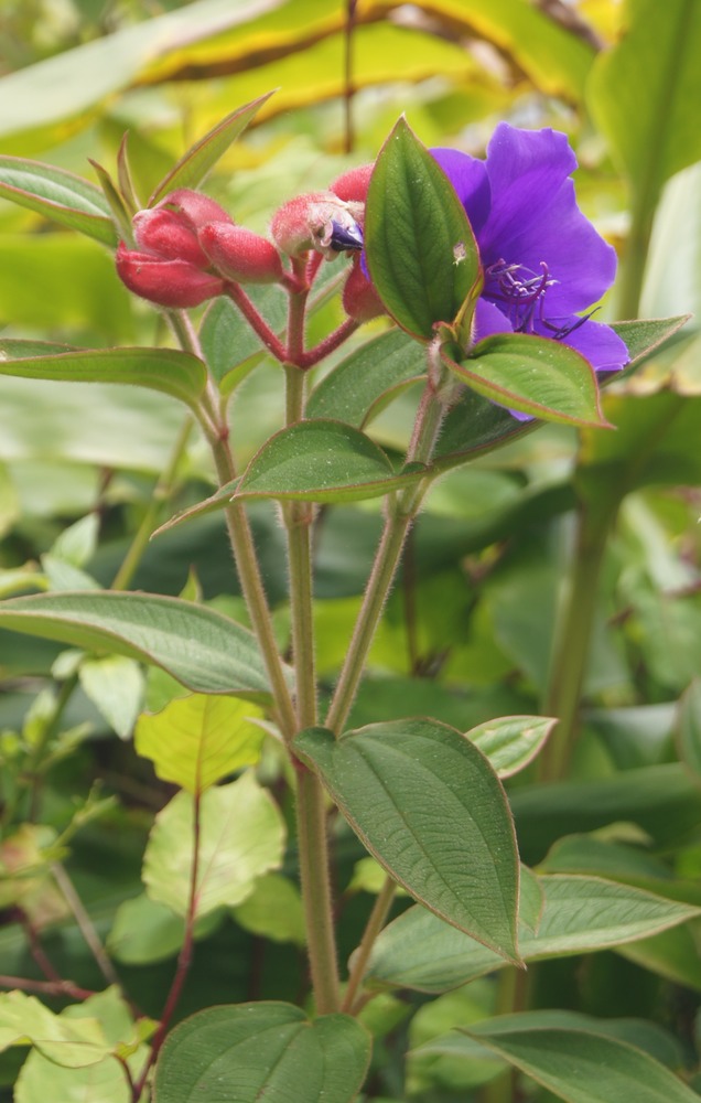 P- Tibouchina viminalis- Mlastomatace - exo- Brsil