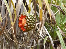 Pandanus montanus - copie
