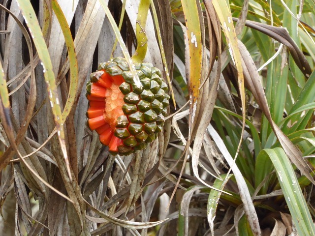 Pandanus montanus - copie