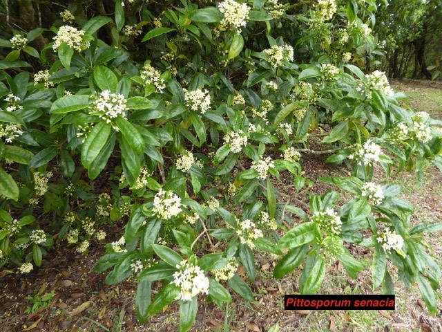 Pittosporum senacia