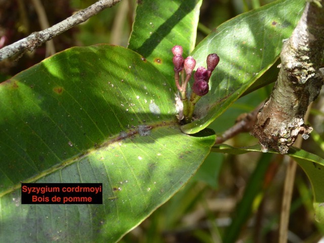 Syzygium cordrmoyi