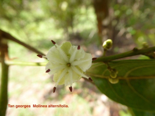 Tan georges  Molinea alternifolia
