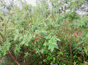 3 Tibouchina urvilleana - Lisandra - Melastomataceae - Exo. Brésil