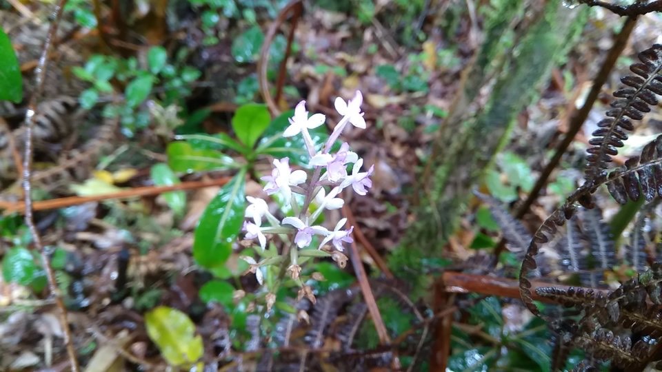 Cynorkis ridleyi - ORCHIDOIDEAE - Indigène Réunion