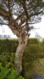 Melaleuca quinquenervia - Niaouli - MYRTACEAE - Australie, Nouvelle Calédonie