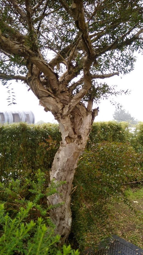 Melaleuca quinquenervia - Niaouli - MYRTACEAE - Australie, Nouvelle Calédonie