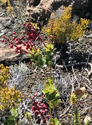 Agarista buxifolia .bois de rempart.(sur fond de branles blancs et branles verts )ericaceae.indigène Réunion.IMG_3211
