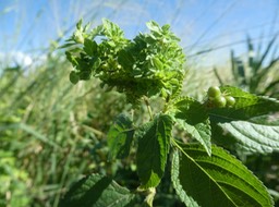 Balai de sorcière Lantana camara (1)