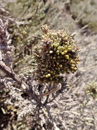 balai de sorcière Stoebe passerinoides (1)