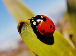 Coccinella septempunctata (3)