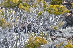 Erica reunionensis.branle vert.ericaceae;endémique Réunion.P1019502