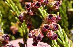 Erica reunionensis.branle vert.(fleurs ) .ericaceae.endémique Réunion.P1019452