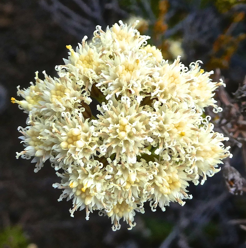 Faujasia pinifolia .asteraceae.endémique Réunion.P1019504