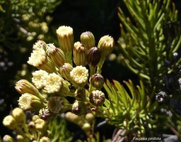Faujasia pinifolia.asteraceae.endémique Réunion.P1019363