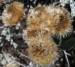 Psiadia argentea .asteraceae.endémique Réunion.P1019436
