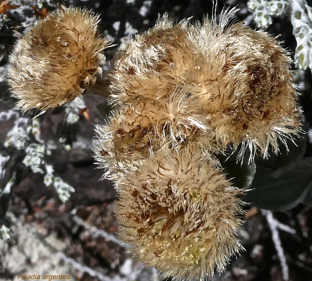 Psiadia argentea .asteraceae.endémique Réunion.P1019436