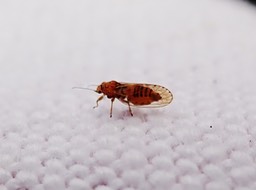 Psylle adulte femelle prête à pondre