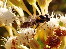Syrphe sur Ageratina riparia