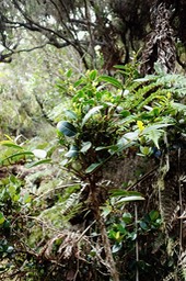 Balai de sorcière Phyllanthus phyllireifolius (1)