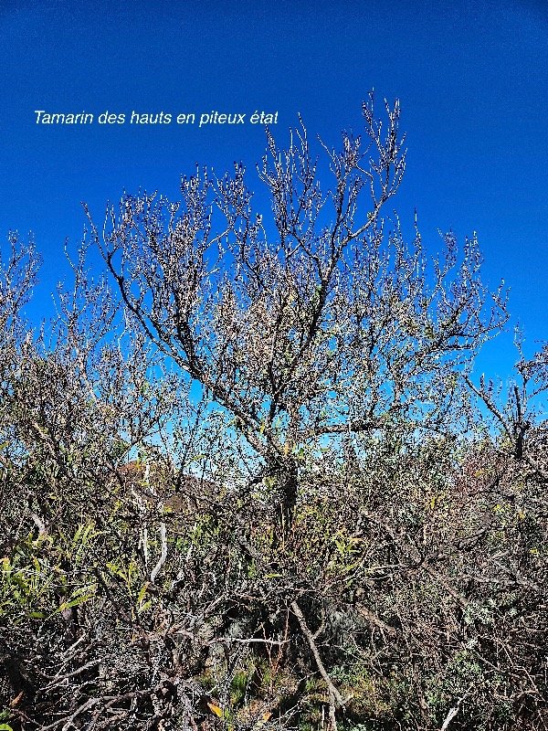 Acacia heterophylla  Tamarin des hauts Fa baceae Endémique La Réunion     23.jpeg