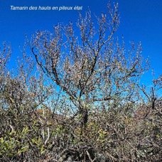 Acacia heterophylla  Tamarin des hauts Fa baceae Endémique La Réunion     23.jpeg