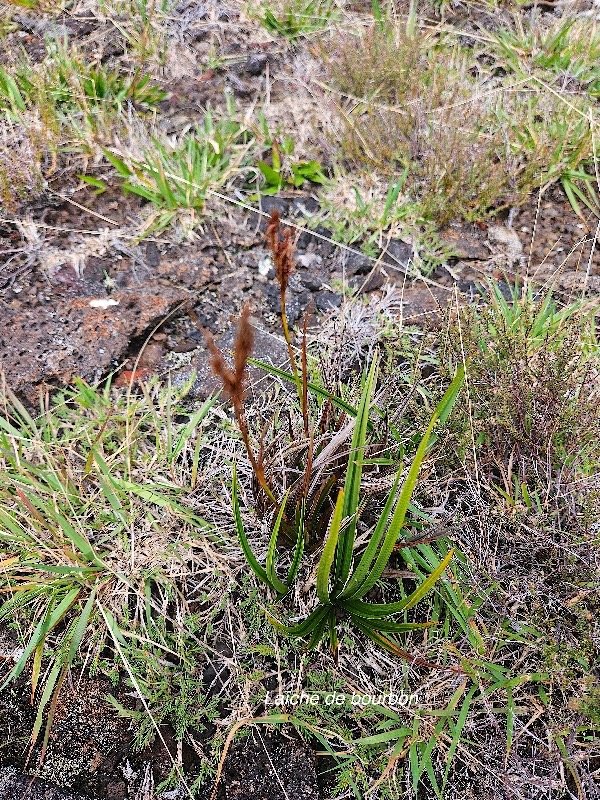 Carex borbonica Lai?che de bourbon Cyp eraceae Endémique La Réunion 08.jpeg