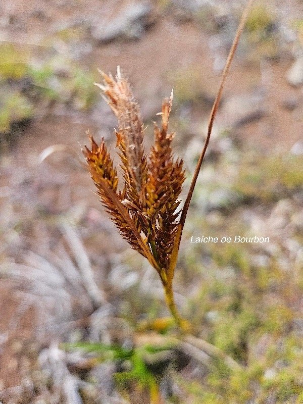 Carex borbonica Lai?che de Bourbon Cyp eraceae Endémique La Réunion 20.jpeg