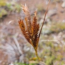 Carex borbonica Lai?che de Bourbon Cyp eraceae Endémique La Réunion 20.jpeg