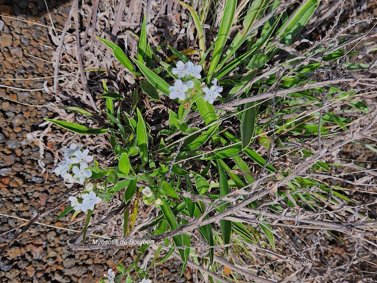 Cynoglossum borbonicum Myosotis de Bourbon  Boraginaceae Endémique La Réunion 36.jpeg