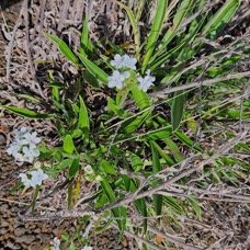Cynoglossum borbonicum Myosotis de Bourbon  Boraginaceae Endémique La Réunion 36.jpeg