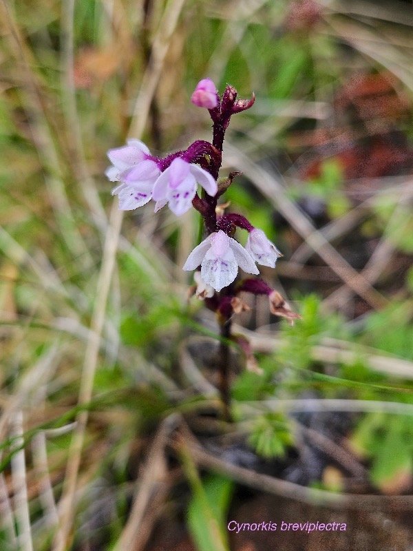 Cynorkis breviplectra Orchidacea e Endémique La Réunion 25.jpeg