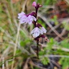 Cynorkis breviplectra Orchidacea e Endémique La Réunion 25.jpeg