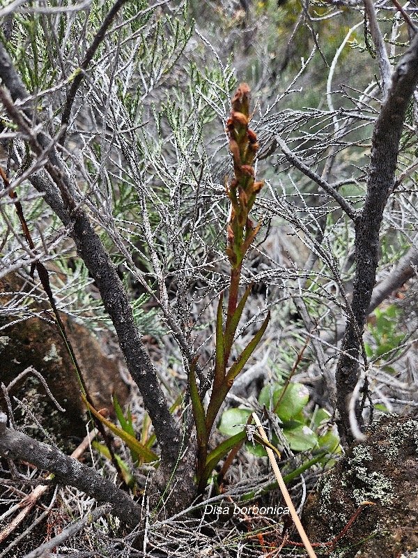 Disa borbonica Orchidaceae Endémique La Réunion 334.jpeg