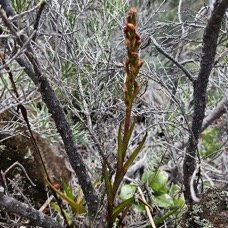 Disa borbonica Orchidaceae Endémique La Réunion 334.jpeg