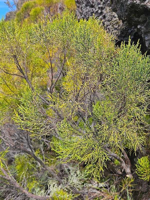 Erica arborescens Branle filao Eric aceae Endémique La Réunion 41.jpeg