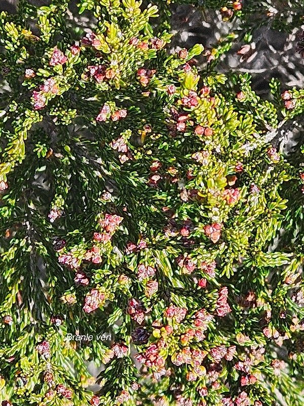 Erica reunionensis Branle vert Eric aceae Endémique La Réunion 2.jpeg