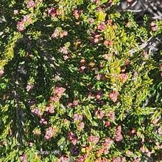 Erica reunionensis Branle vert Eric aceae Endémique La Réunion 2.jpeg