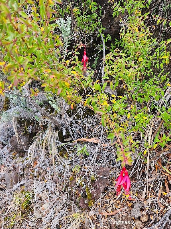 fuchsia magellanica Ti zanneau Onagraceae E E 53.jpeg