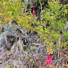 fuchsia magellanica Ti zanneau Onagraceae E E 53.jpeg
