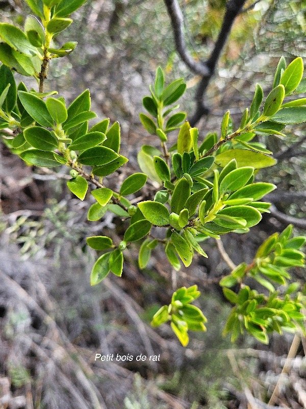 Geniostoma pedunculatum Petit bois de rat Loga niaceae Endémique La Réunion, Maurice 27.jpeg