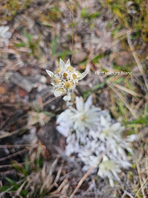 Helichrysum arnicoides Petit velours blanc  Asteraceae Endémique La Réunion 31.jpeg