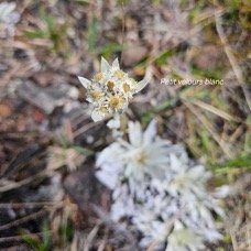 Helichrysum arnicoides Petit velours blanc  Asteraceae Endémique La Réunion 31.jpeg