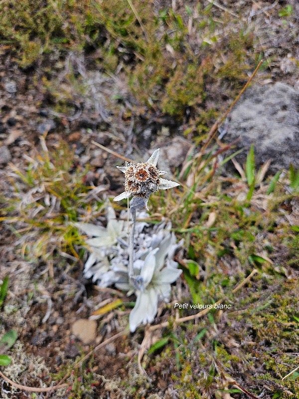 Helichrysum arnicoides Petit velours blanc  Asteraceae Endémique La Réunion 52.jpeg