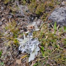 Helichrysum arnicoides Petit velours blanc  Asteraceae Endémique La Réunion 52.jpeg